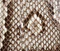Audrey Top Handle Bag in Natural Python swatch
