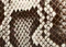 Large Joan Hobo in Natural Python swatch