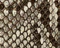 Blake Clutch in Natural Python swatch